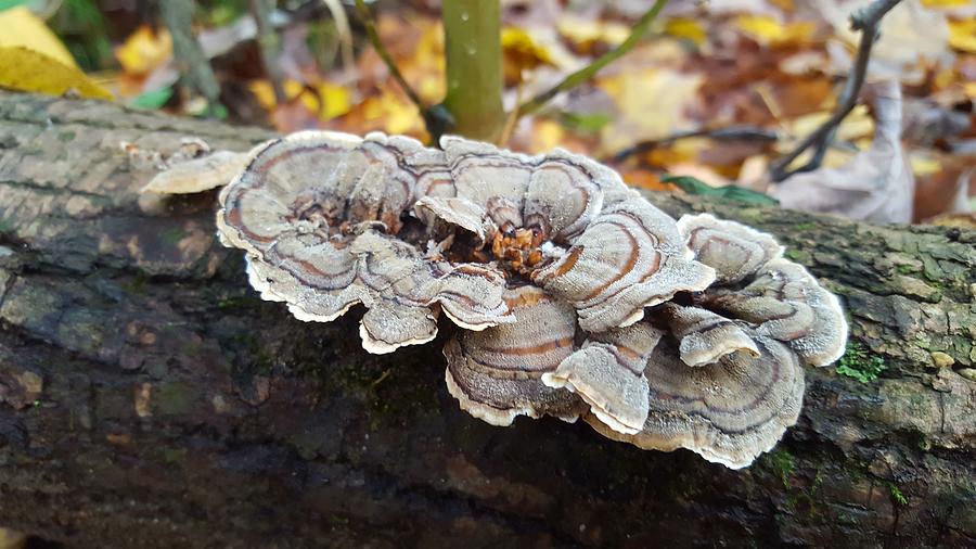 Close-up of fungi growing on tree trunk Photograph by Debra Chamberlain / FOAP