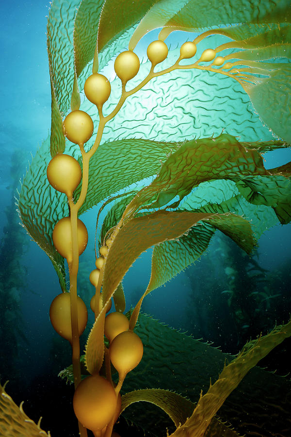 Giant Kelp Photograph