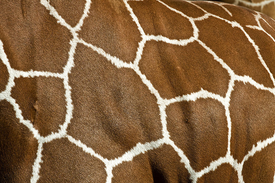 Close-up of giraffe print, Florida, USA Photograph by Lindsay Girardeau