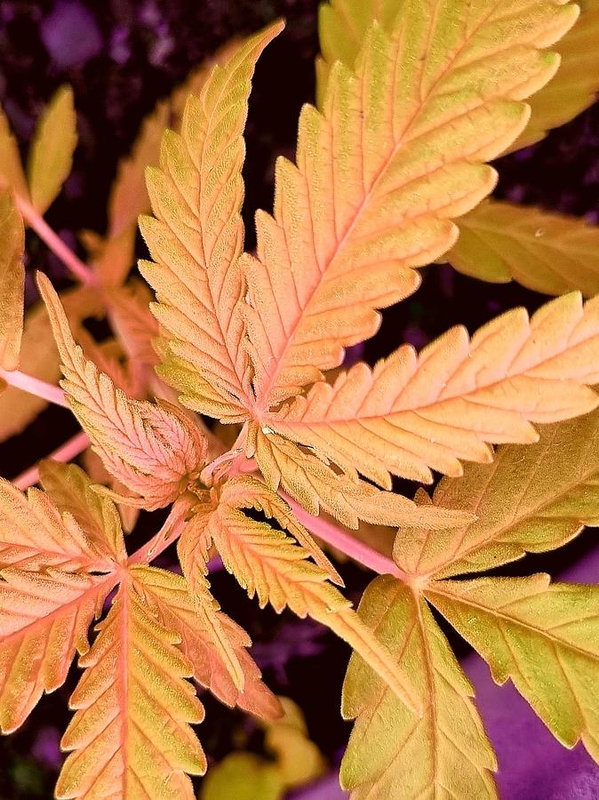 Close Up Of Golden Cannabis Leaves Digital Art