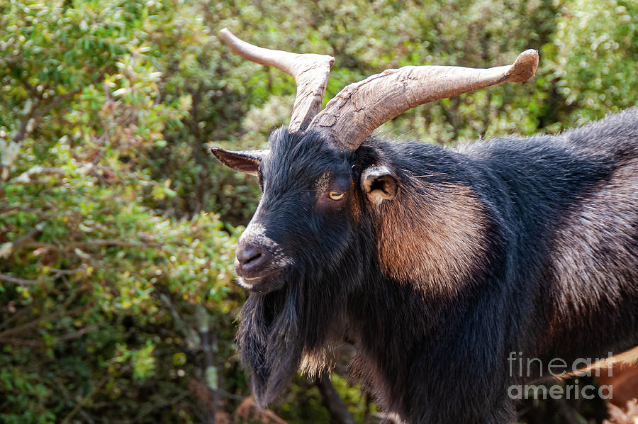 Close-up of Gorges de lArdeche Mountain Goat Photograph by Bob Phillips