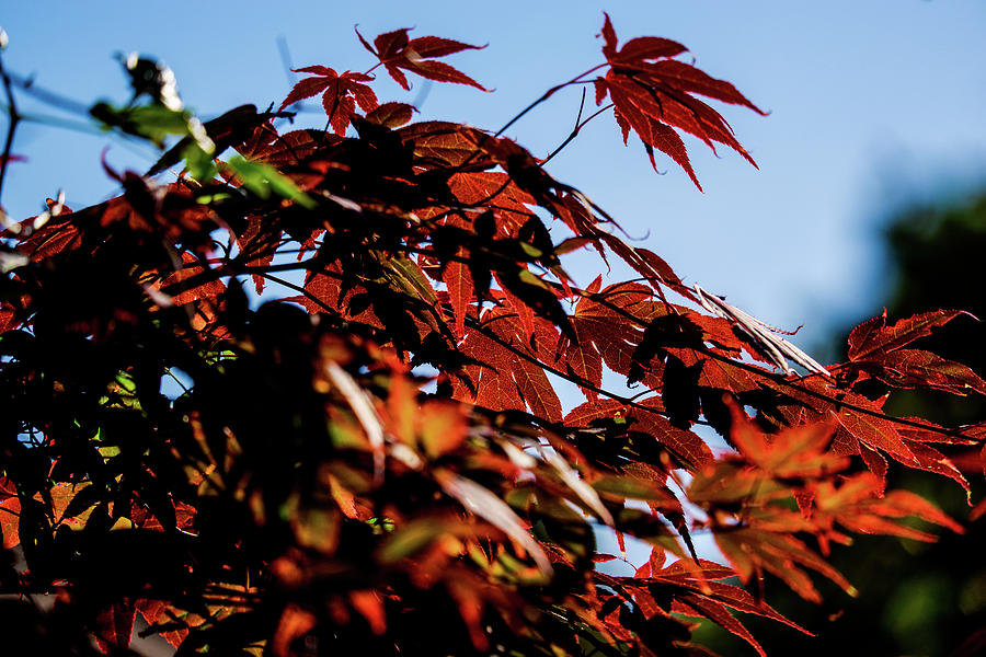 Close-up Of Graceful Red Leaves Of Japanese Maple Acer Photograph