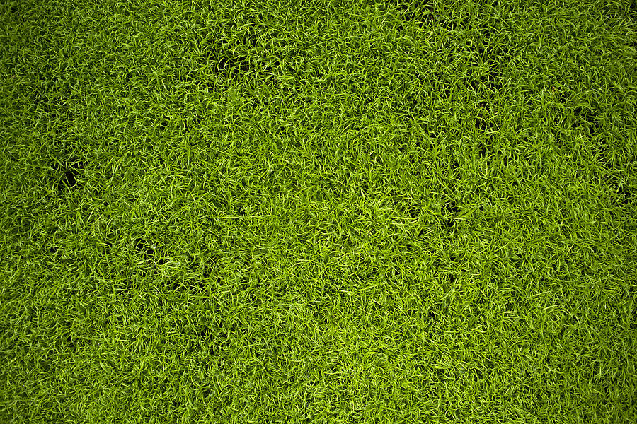 Close up of grass Photograph by Luc Beziat