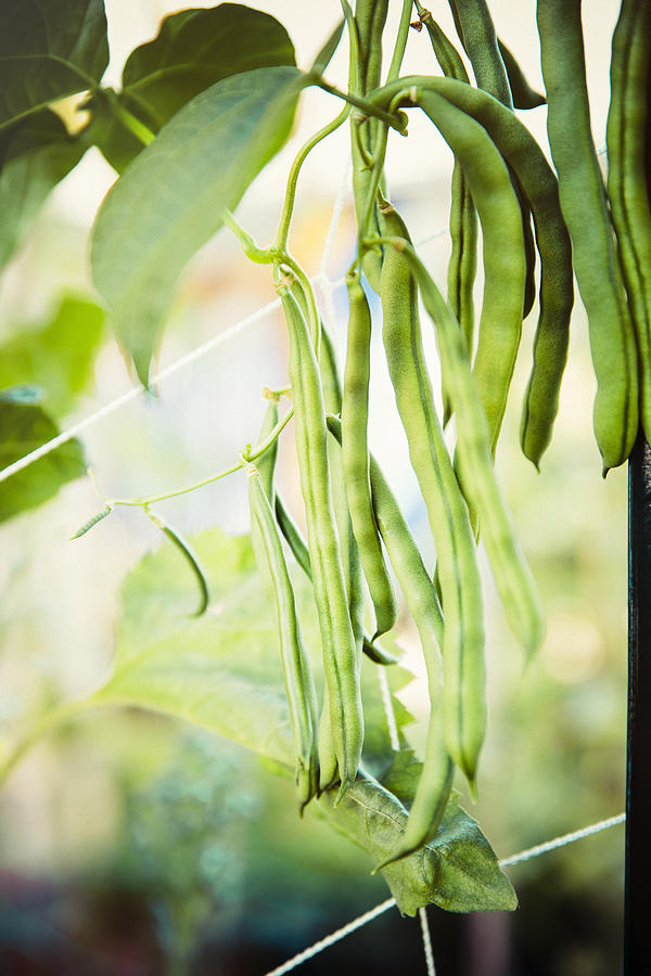 Close up of green beans growing on vine Photograph by Inti St Clair