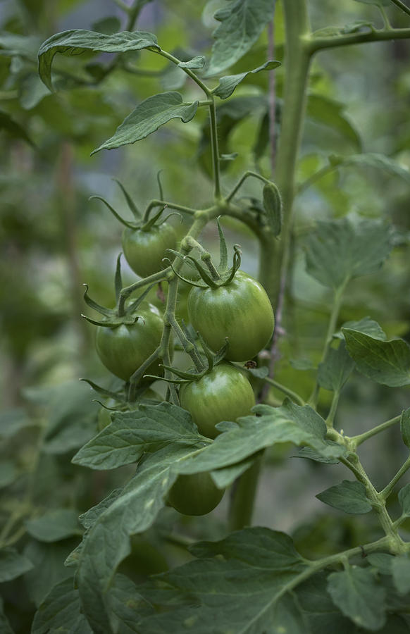 Close up of green tomatoes Photograph by Valeriya Tikhonova