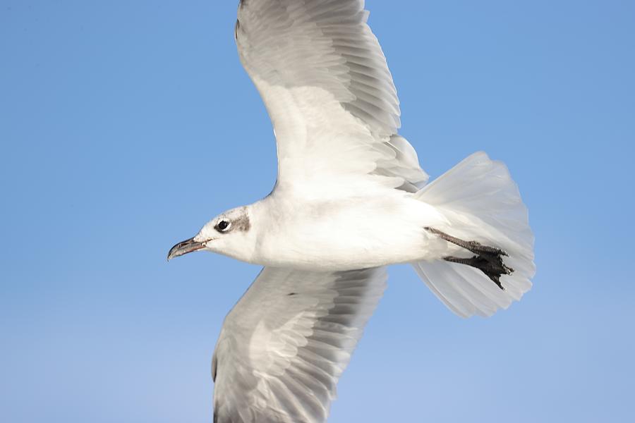 Close-Up of Gull in Flight Photograph by Mingming Jiang