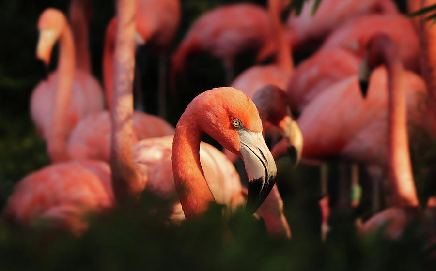 Head American Flamingo, Phoenicopterus Ruber, From Bushes Photograph