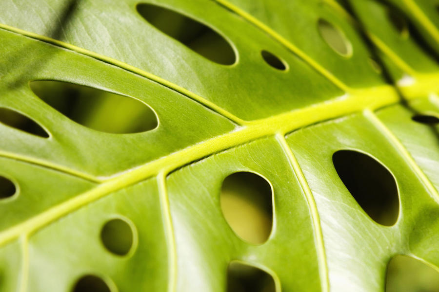 Close-up of holes in a leaf a philodendron (Philodendron selloum), Hawaii Tropical Botanical Garden, Hilo, Big Island, Hawaii Islands, USA Photograph by Glowimages