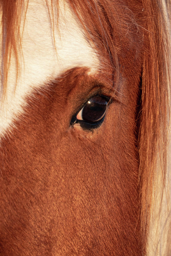 Horse Photograph - Close Up Of Horse by Phil And Karen Rispin
