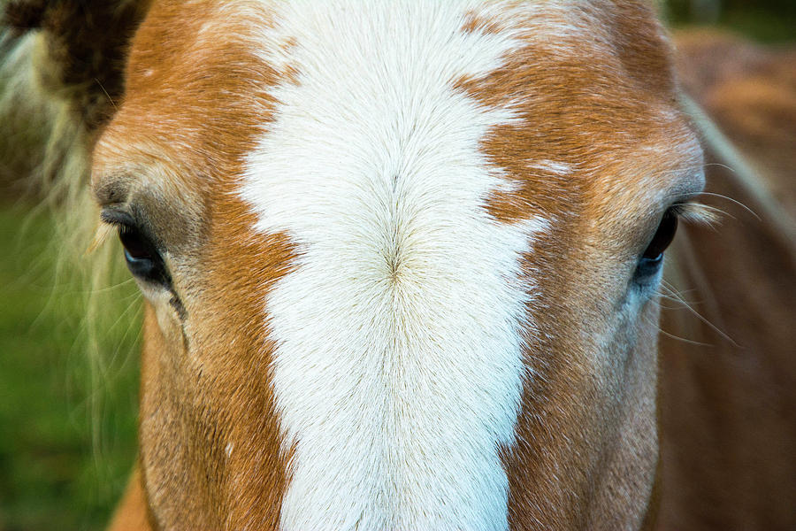 Close-up of Horse near Jenne Farm, Reading, Vermont Photograph by Nicole Freedman