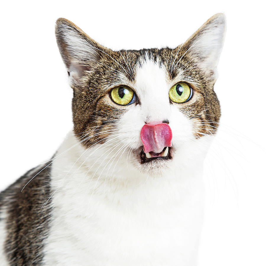 Close-up of Hungry Cat With Tongue Sticking Out Photograph by Good Focused