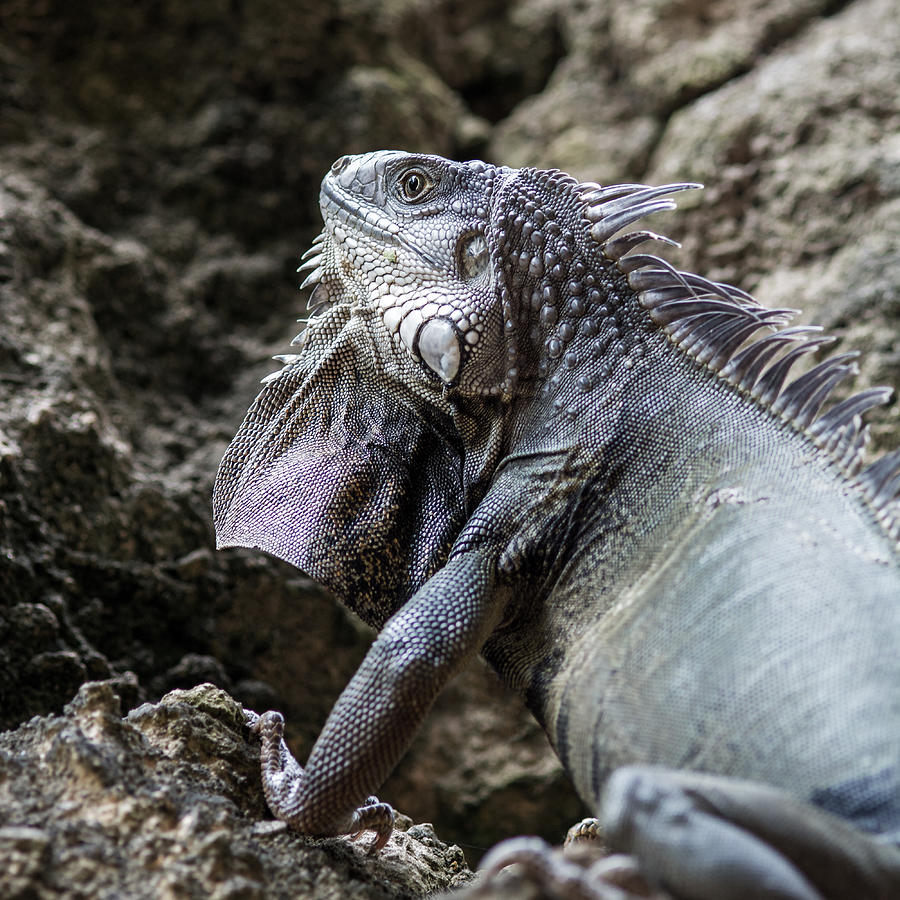 Close-Up Of Iguana On Rock Photograph by Tabor Chichakly / EyeEm Close-Up Of Iguana On Rock Photograph by Tabor Chichakly / EyeEm