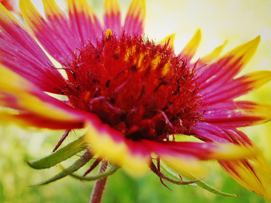 Close Up of Indian Blanket Flower Photograph by Gaby Ethington
