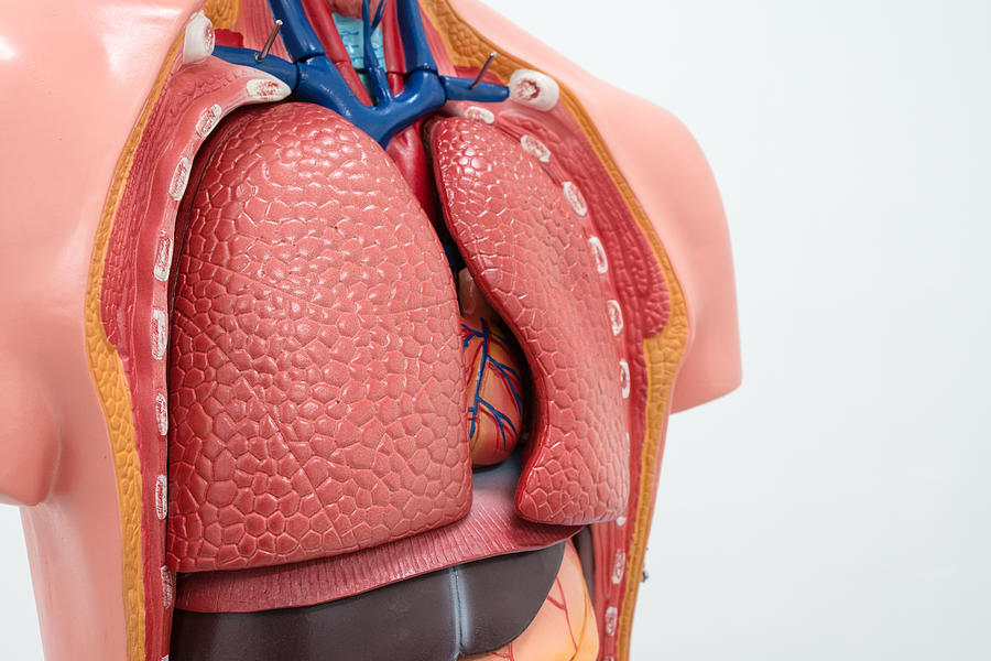 Close-up of Internal organs dummy on white background. Photograph by Bangkokerz