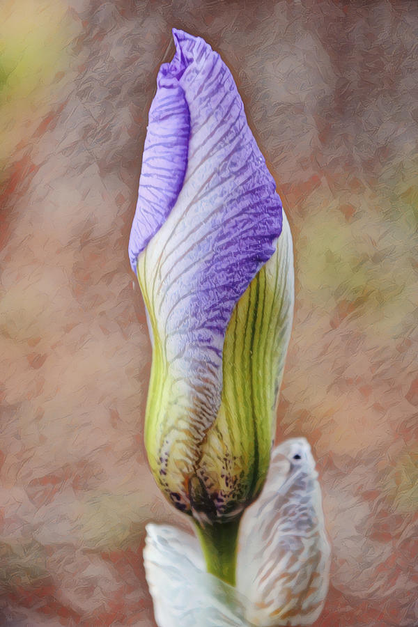 Close Up of Iris Bud Emerging Digital Art by Gaby Ethington