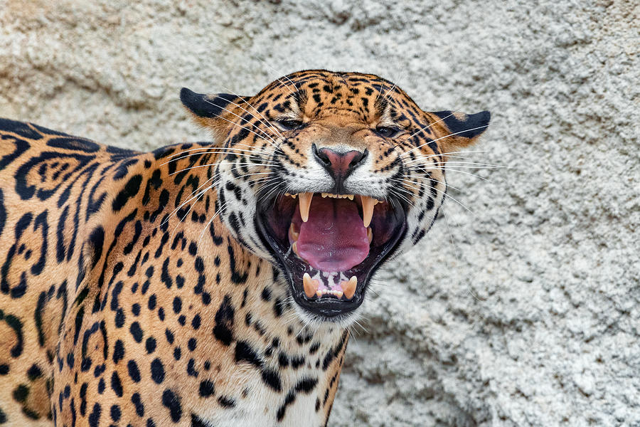 Close-Up Of Jaguar Photograph by Sebastien GABORIT