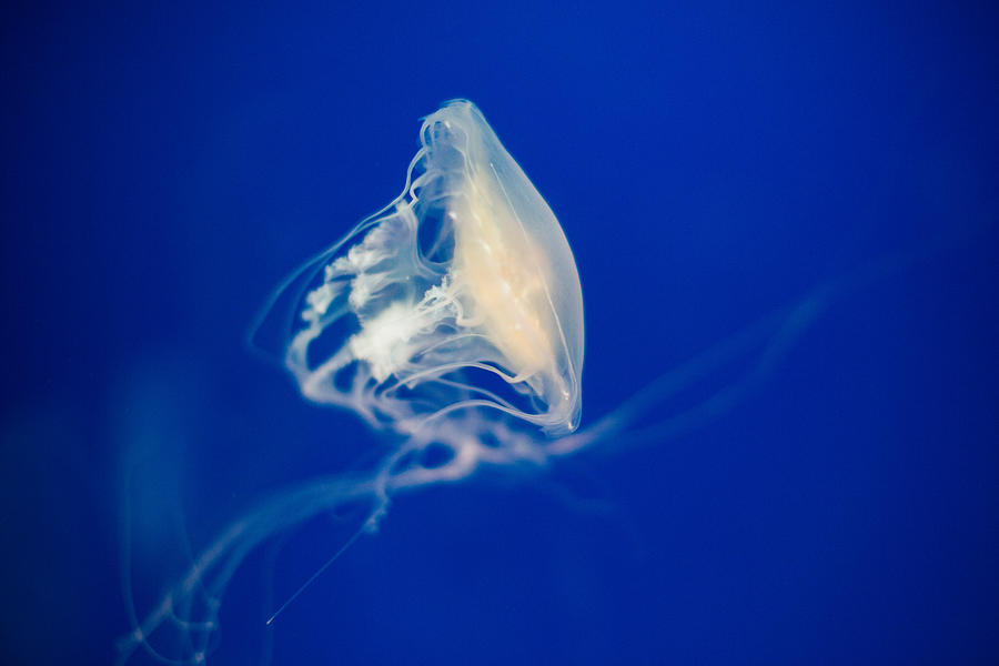Close-Up Of Jellyfish Photograph by Xia Yuan