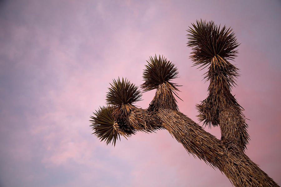 Close-up of Joshua Tree branches with dramatic sky beyond Photograph by Timothy Hearsum