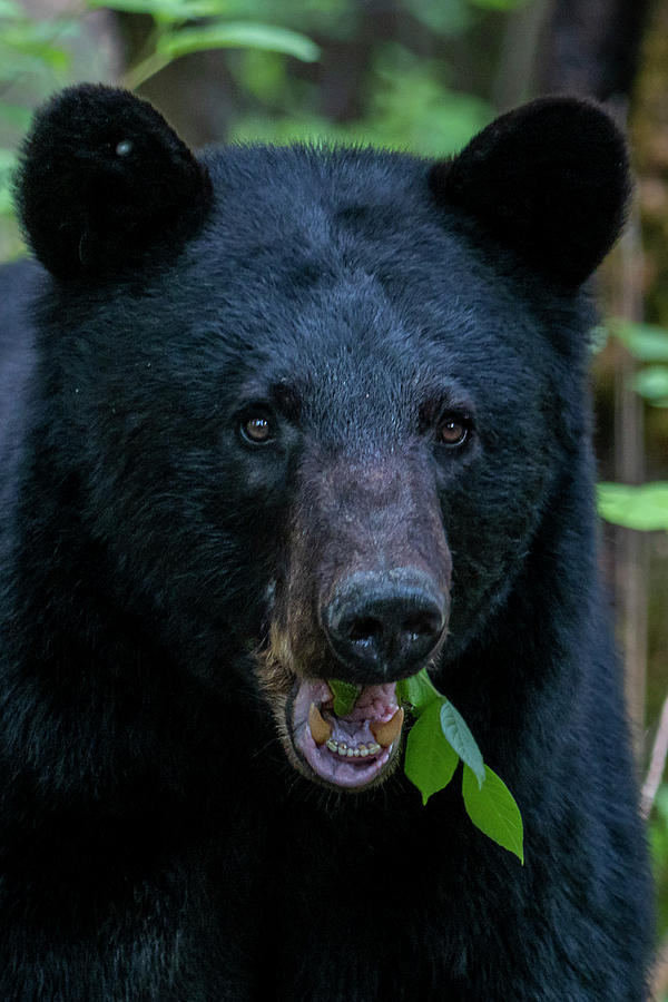 Close up of Large black bear eating leaves Photograph by Dan Friend
