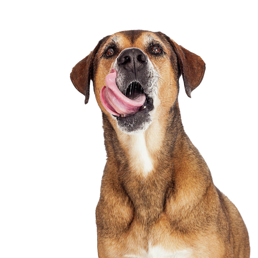 Animal Photograph - Close Up Of Large Mixed Breed Dog Licking Lips  by Good Focused