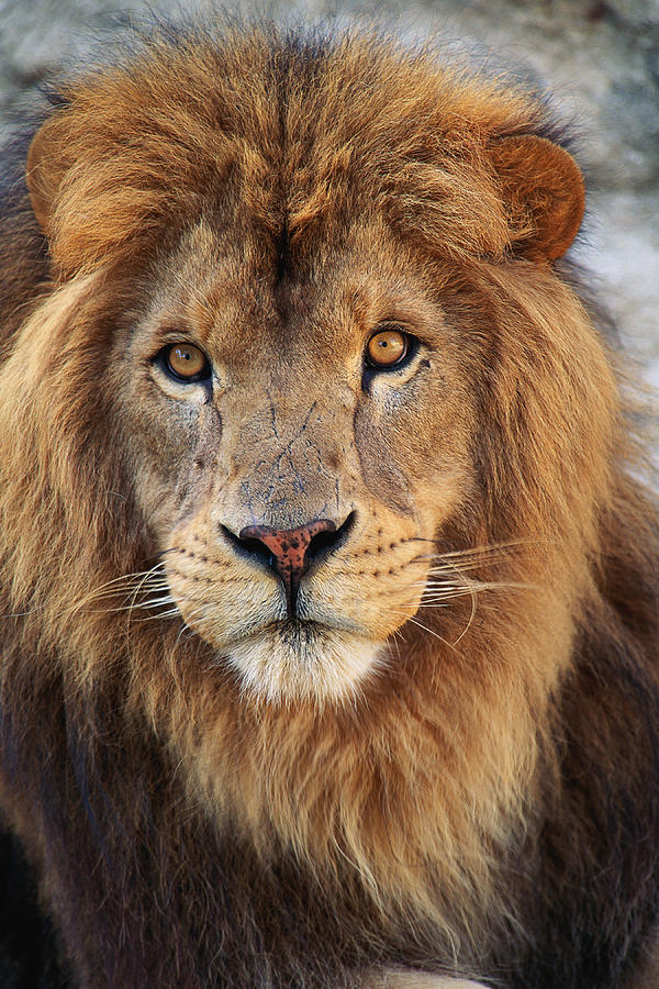 Close-up of lion head Photograph by Stockbyte