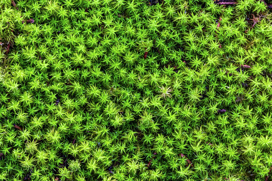 Close-up of Lush Green Bog Haircap Moss Photograph by Alexios Ntounas