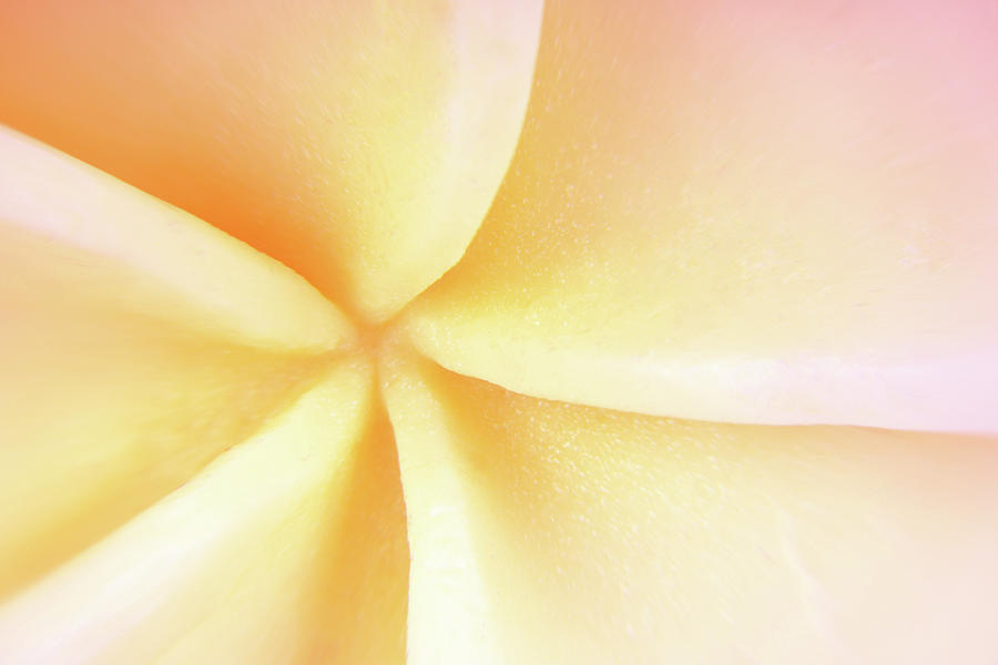 close up of macro Jepun tropical flower bloom background Photograph by Severija Kirilovaite