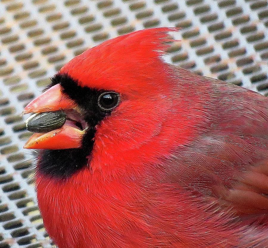 Close Up of Male Cardinal With Sunflower Seed Photograph by Linda Stern