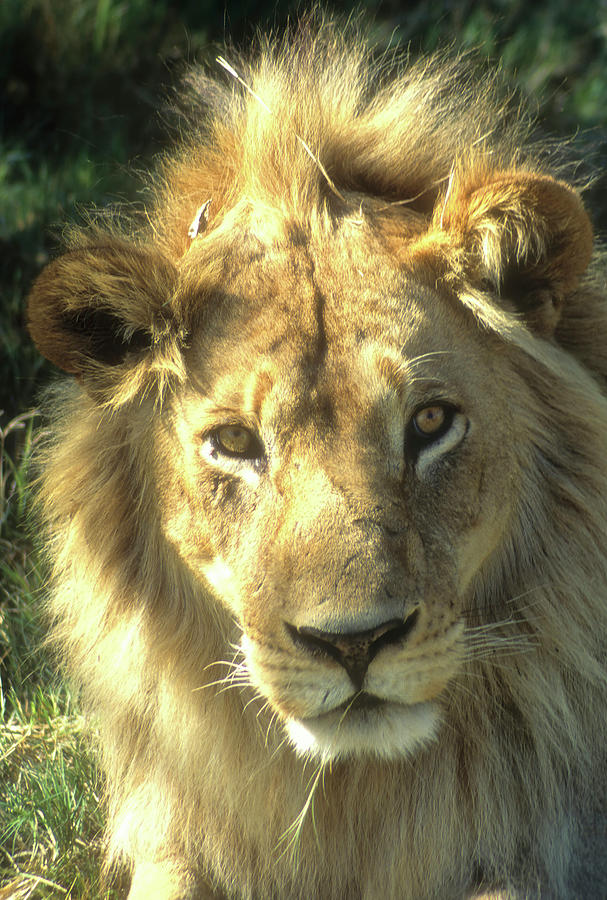 Close up of male lion head Photograph by Steve Estvanik