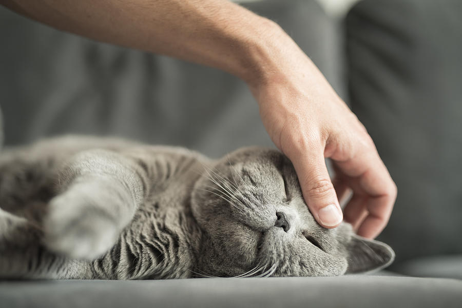 Close up of man’s hand stroking a grey British Short Hair cat on head while she sleeps Photograph by Carlos G. Lopez