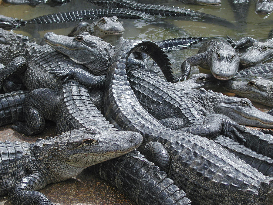 Close-up of Many Large Captive Alligators Photograph by GomezDavid