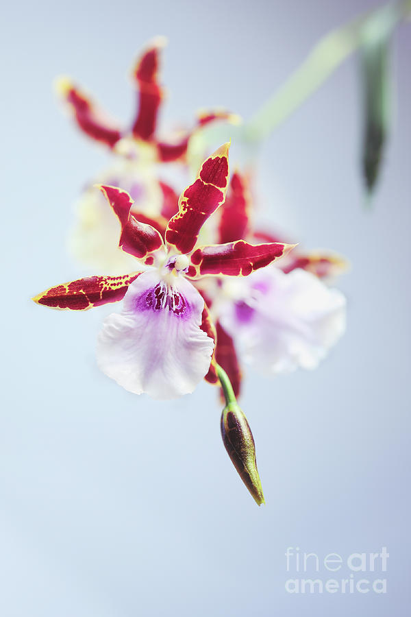 Orchid Photograph - Close up of Miltonia Kismet Orchid flowers against a grey blue b by Stephanie Frey