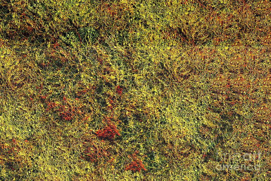 Close-up Of Multi-colored Algae Photograph