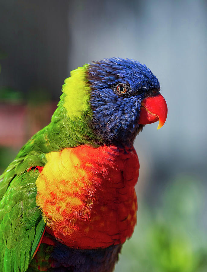 Close up of Multicolored Rainbow Lorikeet parrot Photograph by Julian Popov