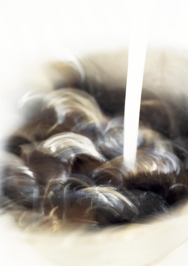 Close-up of mussels being washed, blurry. Photograph by Jean-Blaise Hall