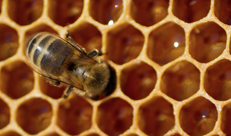 Close-up of one bee on honeycomb Photograph by Jean-Luc Farges