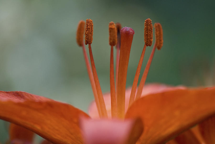Close up of orange lily Photograph by Deb Casso