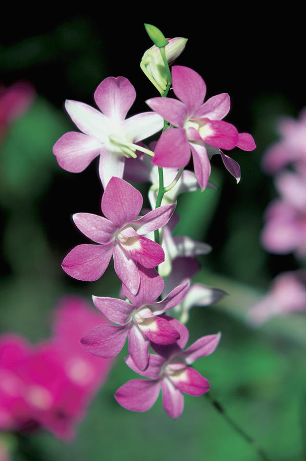 Close-up of Orchid flowers, Garden of the Sleeping Giant, Viti Levu Island, Nadi, Fiji Photograph by Medioimages/Photodisc