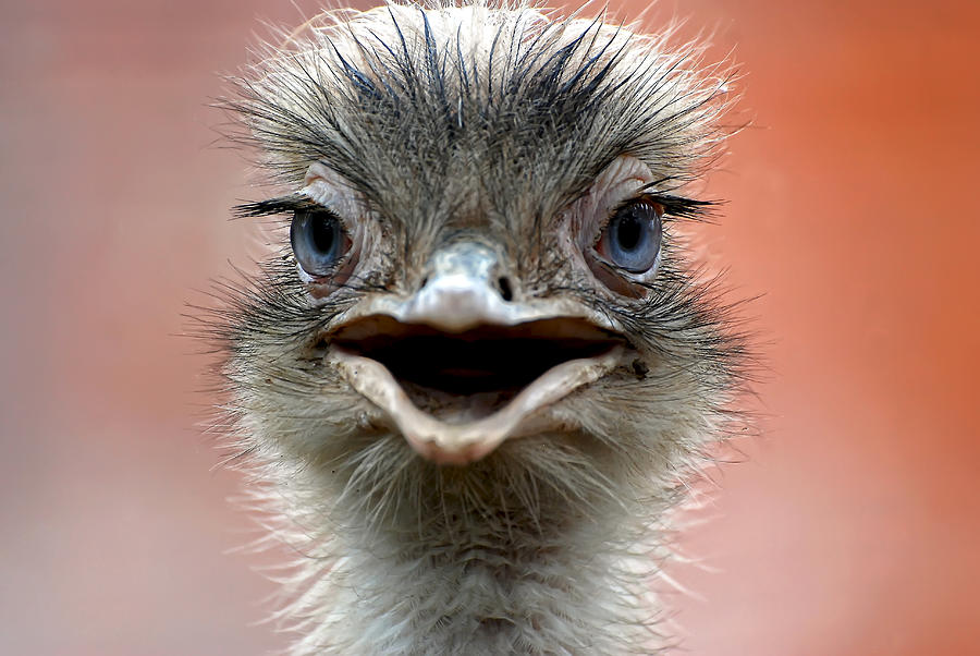 Close up of ostrich head Photograph by ...beyond Photography