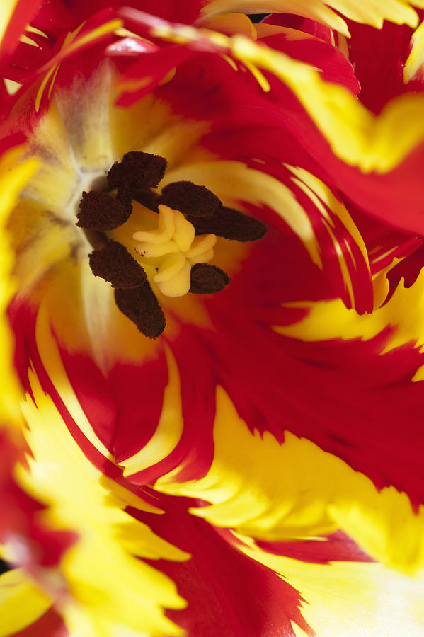 Close up of Parrot Tulip Photograph by Mike Hill