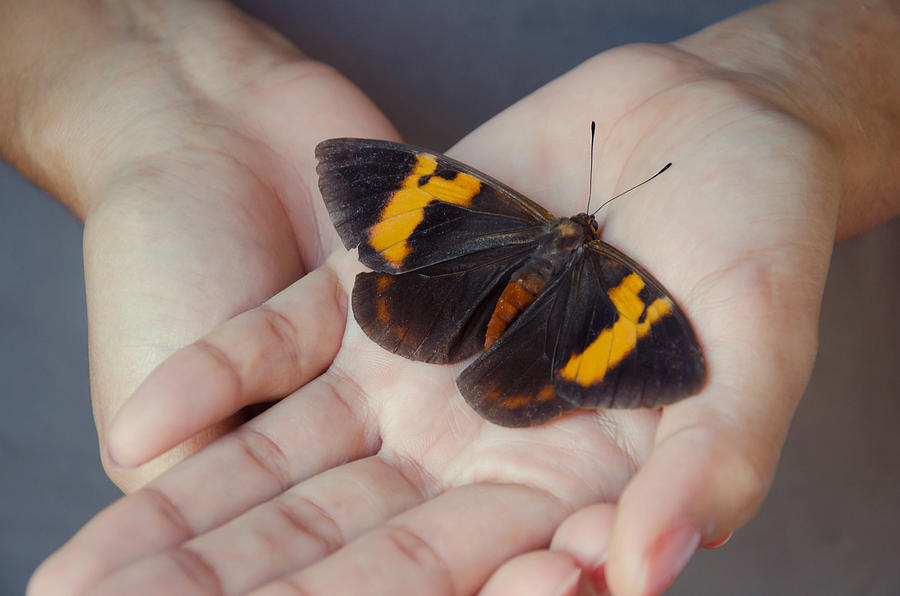 Close-up of Person Holding Butterfly In Hand Photograph by Elizabeth Fernandez