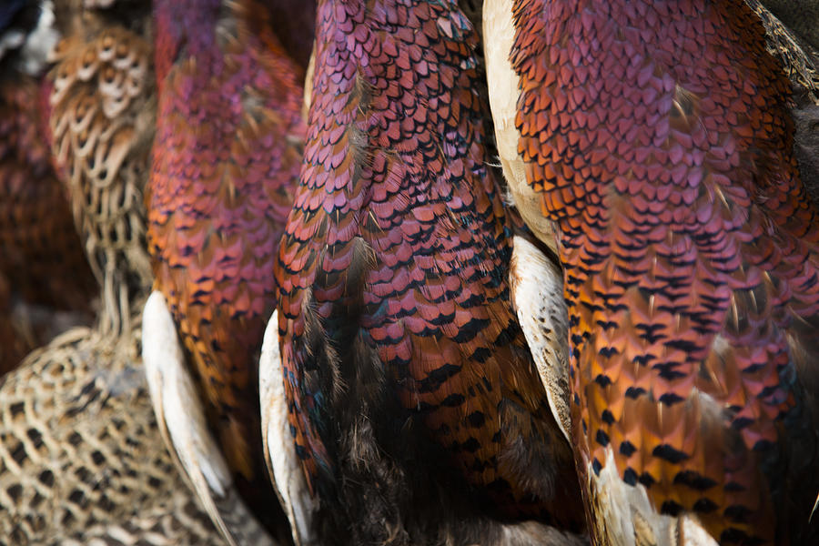 Close up of Pheasants Photograph by Alex Sharp