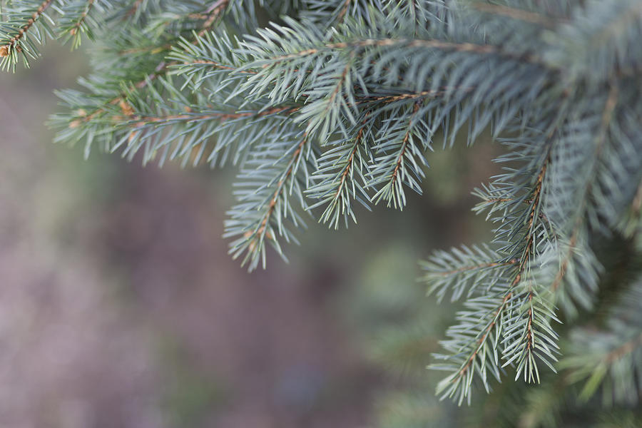 Close-Up Of Pine Tree Photograph by Adél Békefi