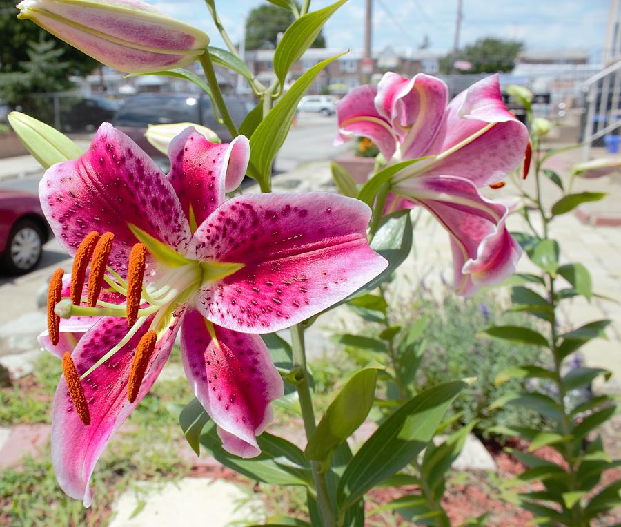 Close-Up Of Pink Flowers Blooming Outdoors Photograph by Eileen Kirsch / EyeEm Close-Up Of Pink Flowers Blooming Outdoors Photograph by Eileen Kirsch / EyeEm