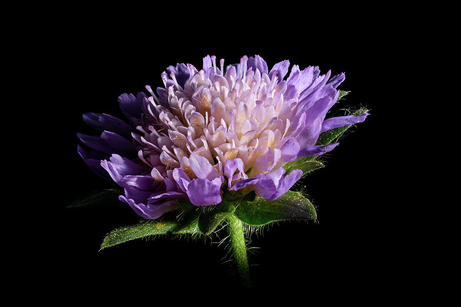 Close up of pink flowers of a common field scabious wildflower Photograph by Stan Weyler