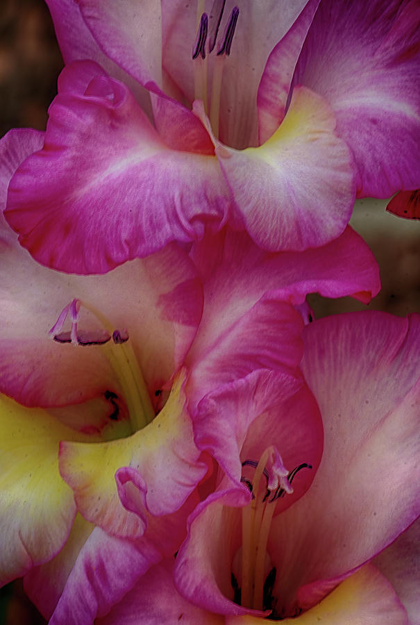 Close-up of Pink Iris Flowers Photograph by Charles Floyd