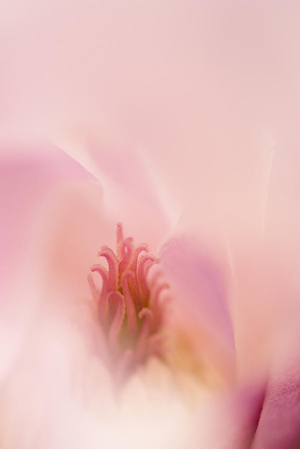 Close up of pink magnolia Photograph by Deb Casso