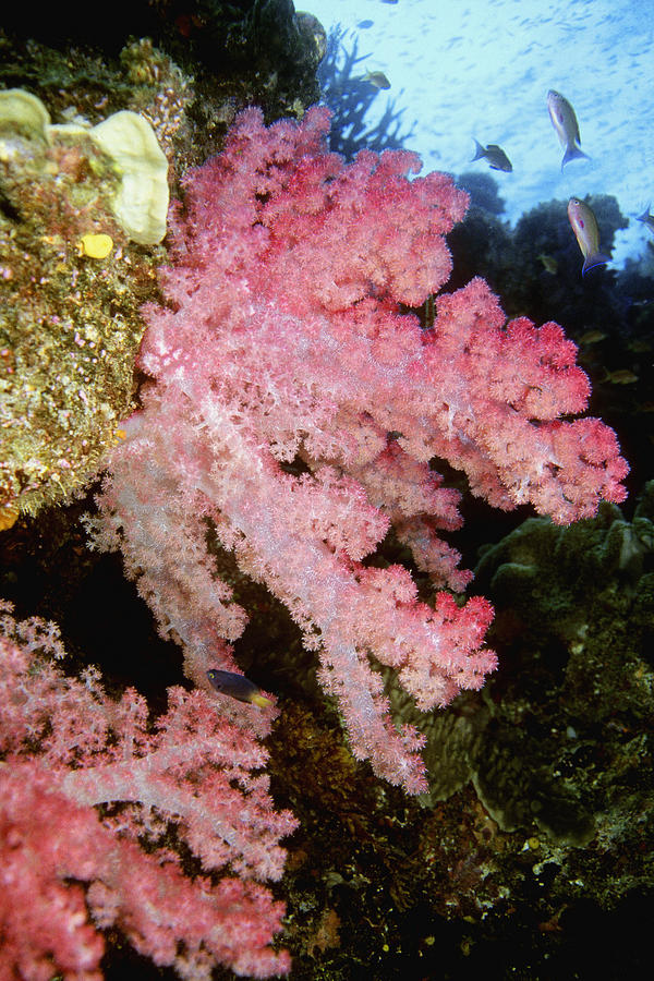Close-up of Pink Soft Coral underwater, Fiji Photograph by Glowimages