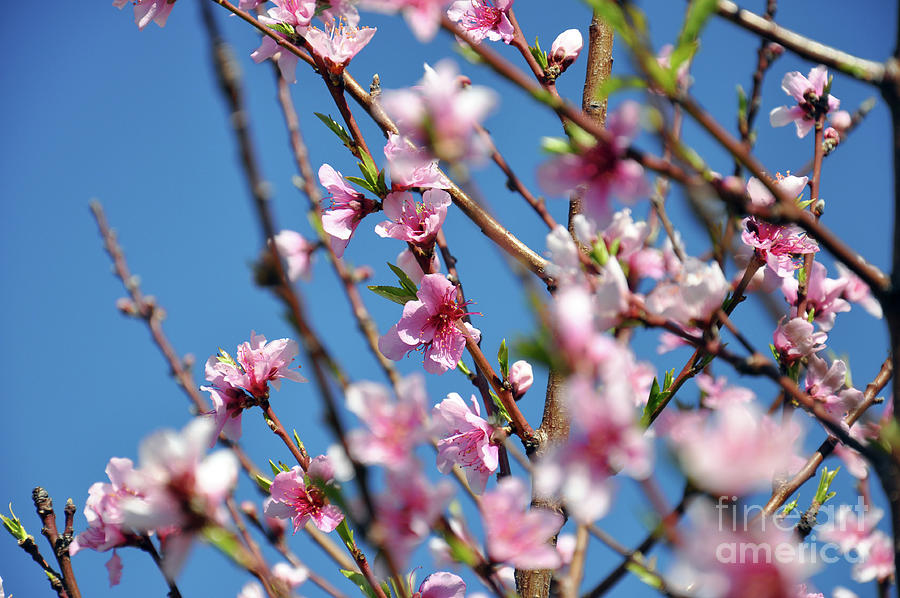 Close up of pink Spring blossom flowers on peach tree Photograph by Milleflore Images