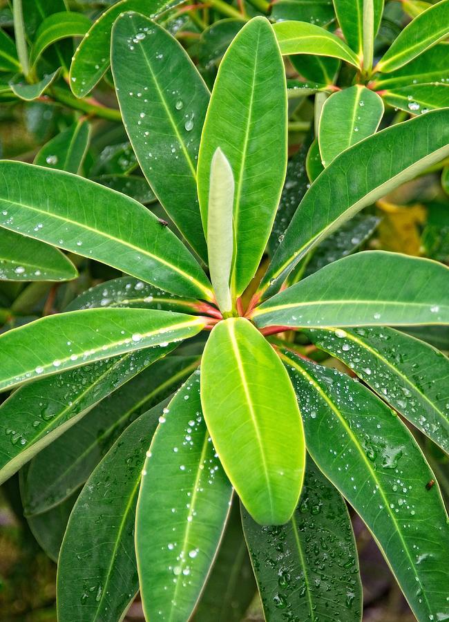 Close-up of plant leaves with water droplets early in the morning Photograph by Juan Camilo Bernal